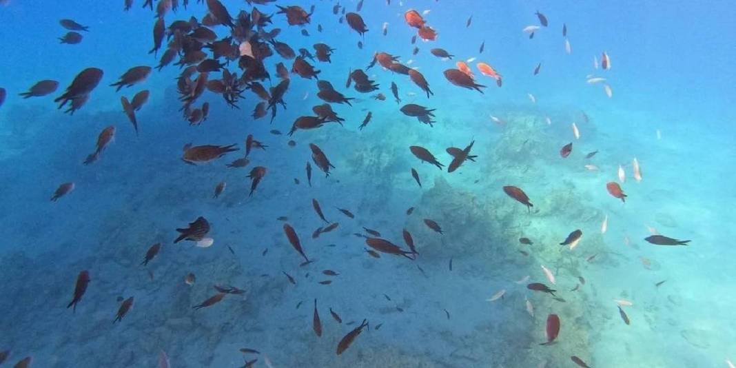 Cam gibi deniz, altın kum! Burası tam ailelere göre: Cennet koy sizi kucaklamayı bekliyor 3
